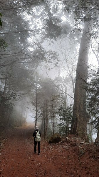 《台中》大雪山210林道｜烏石坑山朦朧迷霧森林202103141306017