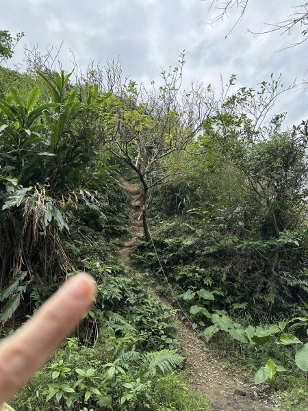 紅淡山步道&槓子寮山 / 小百岳No4&7/基隆2045278