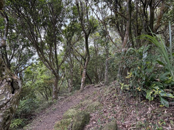 [微笑山線_第八段] 2026_0411 二格山系_筆架山南峰3035195