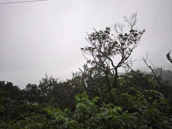 2026_0131 獅球嶺北峰2997791