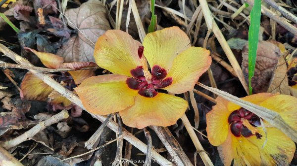 《台中》心靈雞湯｜大肚萬里長城登山步道O繞202507052827442