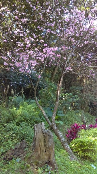 絢麗燦爛的滬尾櫻花大道、景致優美的天元宮874757