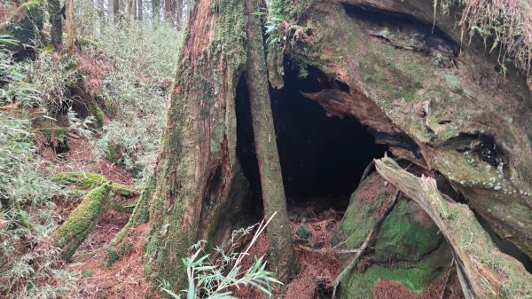 探勘大塔山最高峰艱難路線2024年5月19日2507839