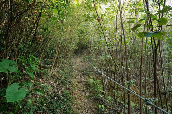 新北-桃園 娘子坑山、烏塗窟山、五十分山2427186