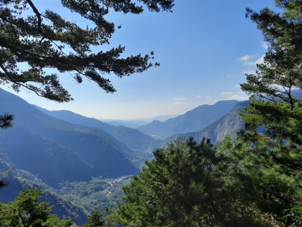 《南投》松濤徐徐｜惠蓀林場湯公碑巨松台步道O型