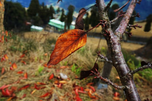 深秋。楓紅1190464