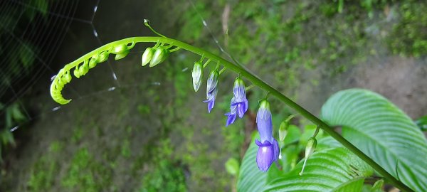 2025/08/30_華山山豬湖步道2876428
