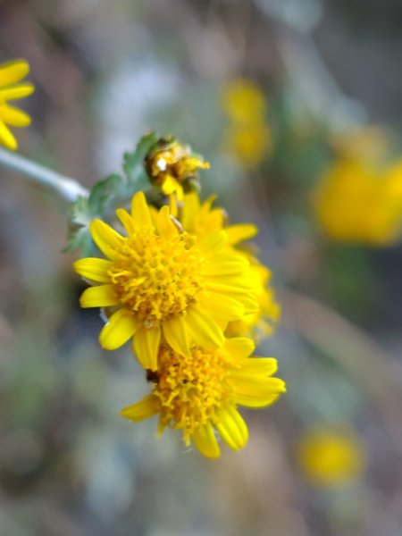 東埔走八通關古道訪龍貓公車繞對關山O型2962764