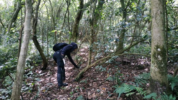 ✅糞箕湖古道回修擴徑.糞箕谷/串接完成 (溝渠遺址出土.糞箕湖雙線谷道貫通.全段新徑開通)2579821