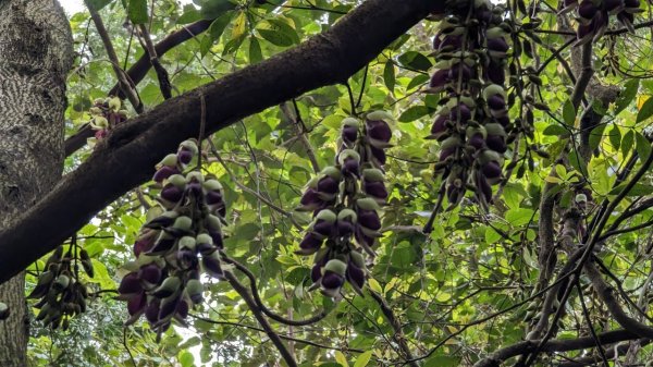 112.04.04王公坑山-烏塗窟山之開滿血藤花2120586