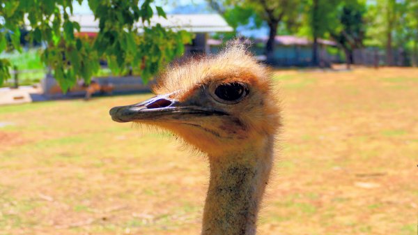 台東原生應用植物園3015256