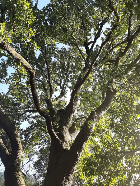 古道探訪｜竹林小徑、百年老樹幽靜古道1180411