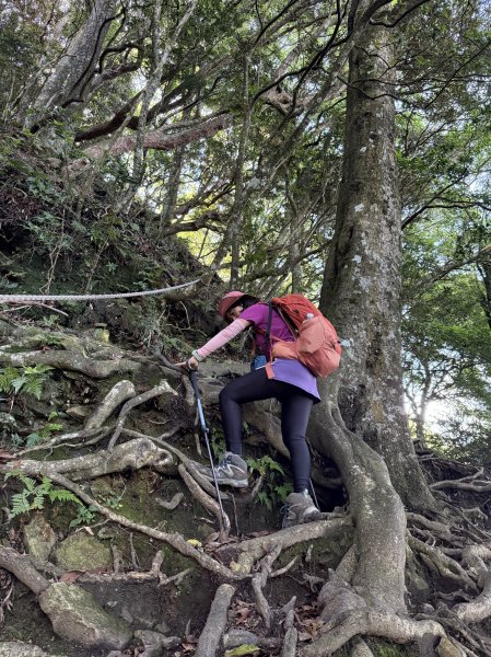 加里山O繞20250713(大坪登山口-杜鵑嶺-加里山-避難小屋-大坪登山口)2836897