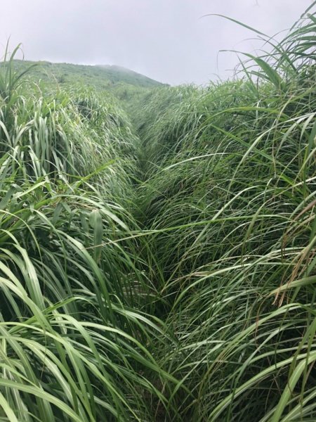 大屯主峰南峰20190727637361