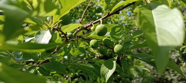 20220312_馬那邦山 細道邦山南峰 細道邦山1637083