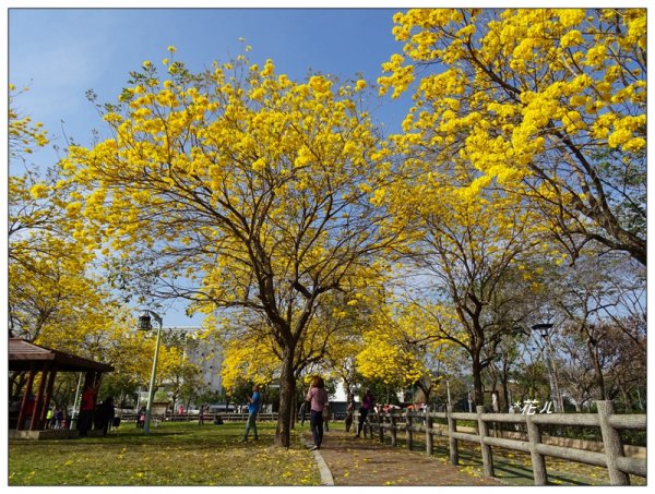 台中/廍子公園風鈴木865526