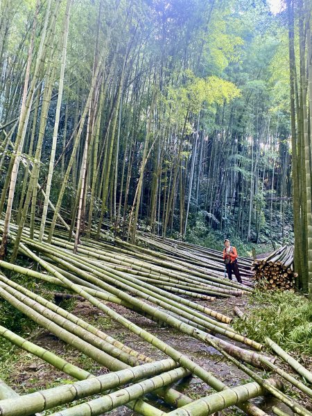 頂石棹步道、迷糊步道、福山古道悠遊    2023.8.242262406