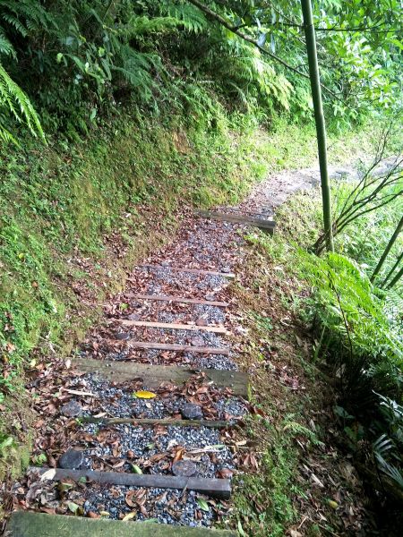 坪林水柳腳步道350675