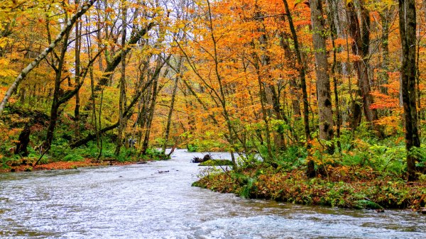 青森縣奧入瀨溪2929979