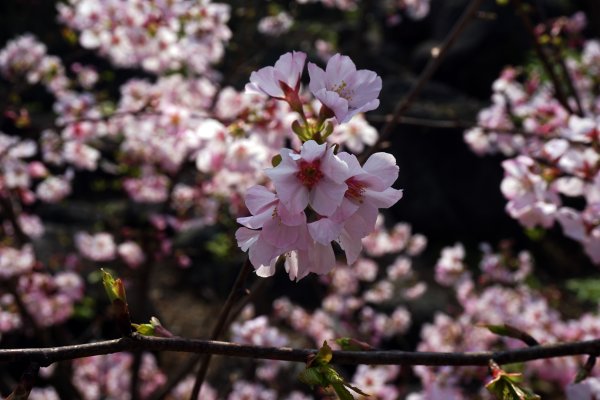 桃花源、三生的浪漫1642294