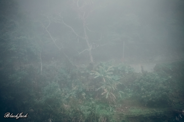 三義霧の森260938