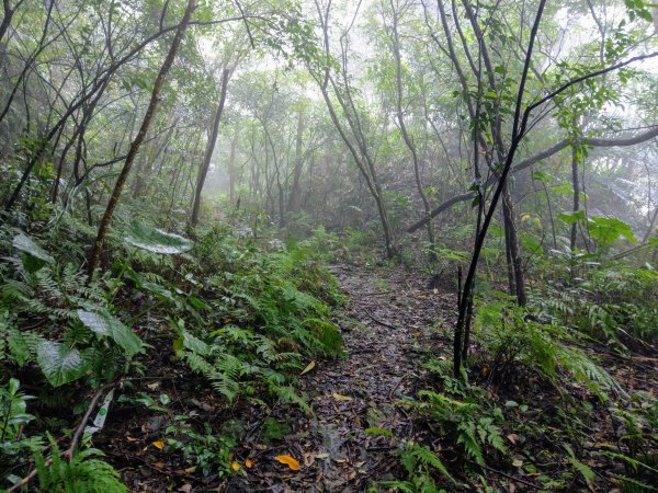 石牛山(小百岳)迷霧中登頂及陡坡探險之旅903841