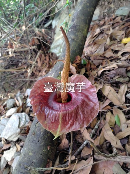德三縱走3079452