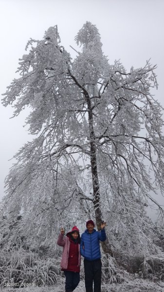 我的2025 第三場雪 #翠峰湖步道 #望洋山 #金翼白眉  2/92708865