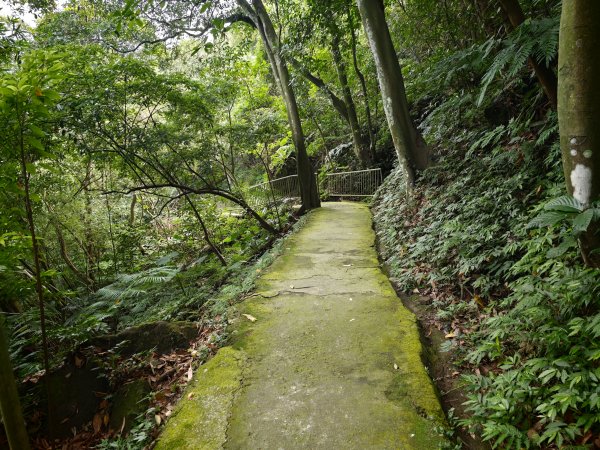 [淡蘭古道] 2026_0523 南路第一段_糶米古道3069482