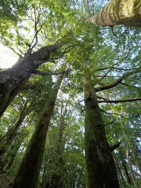 屯野生台山、石麻達山、錦屏山縱走1708388