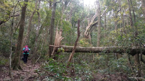 逐鹿卡保山賞一葉蘭2760892