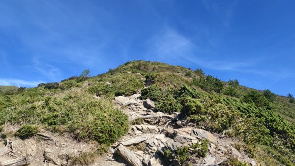 合歡山北峰 小溪營地 鷹角石 合歡北峰名樹2903399