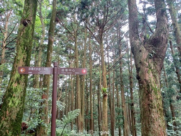 【桃園復興】台灣百大必訪步道。 東眼山森林遊樂區-東眼山自導式步道2835928