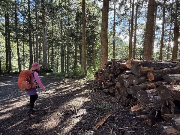 大雪山林道-屋我尾山O繞 202506152816285