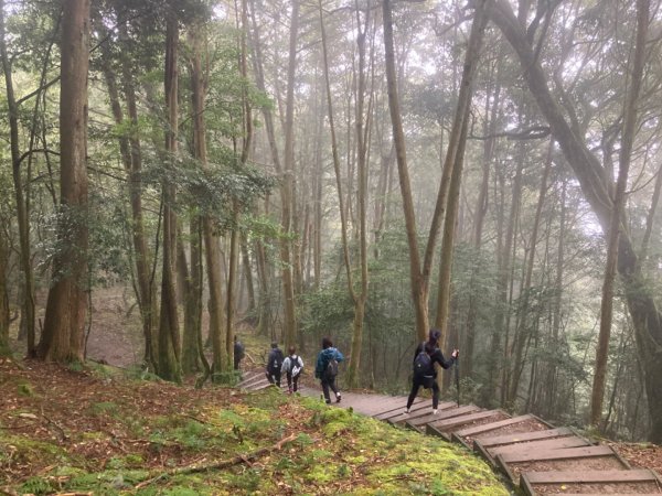 檜山巨木群森林步道2316117