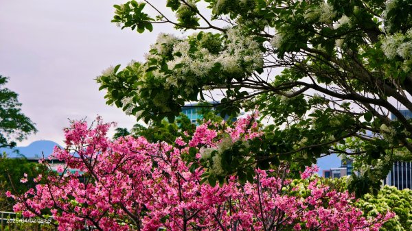 #綠繡眼 訪花 #吉野櫻 #天元宮 #楓樹湖 03162750774