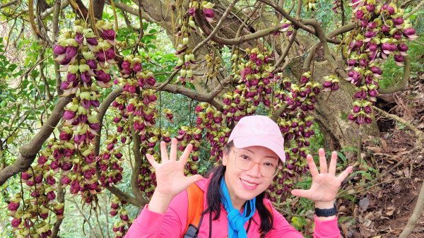 (姨婆趴趴走)第一集:桃園溪州山、三峽王公坑山觀賞爆開的血藤花