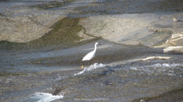 《台中》落雨松季｜石岡挑物古道O繞下情人木橋202501122687665