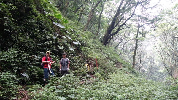 內柑宅古道-紅葉谷瀑布-茄苳坑古道連走38498