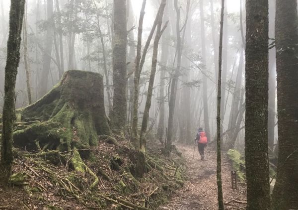 船形鞍馬 小雪山國家步道297830