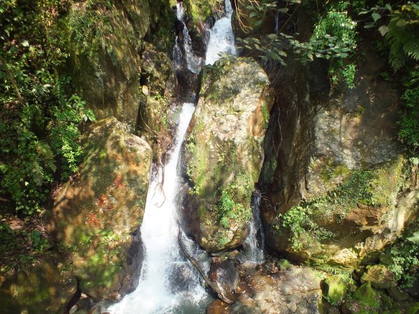 古道水圳賞櫻花2733430