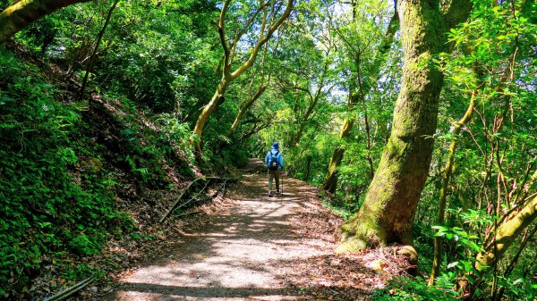 紅壇上紗帽山,花卉中心3016461
