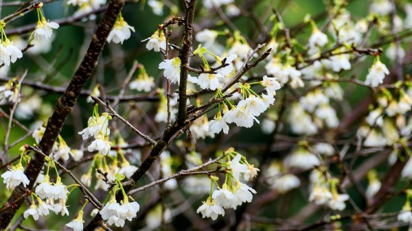 《臨江仙・碧山巖櫻花》2714221