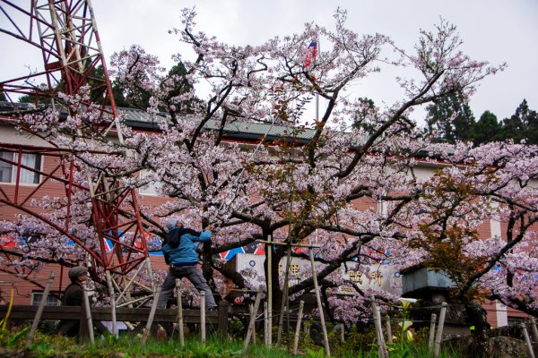 2026-03-28 阿里山3027220