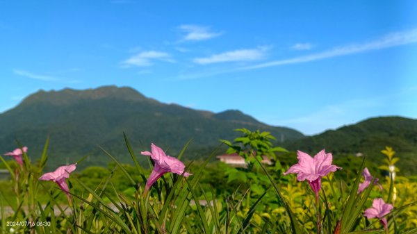 雲山水花鳥蝶 - 天龍國阿伯的日常7/162551888