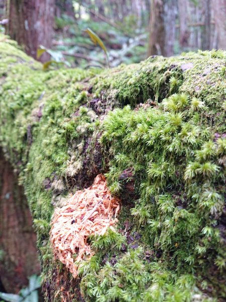 民都有山(面托油山)1499662