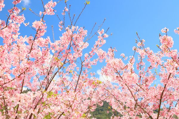 拉拉山的櫻花286575