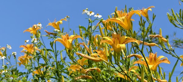 追花是簡單的快樂，賞花是恬淡的幸褔 #LO百合 #金針花 5/123053114