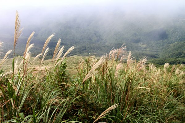 草嶺古道-桃源谷遍野芒花翻飛，飽覽絕美山海奇景！2335610
