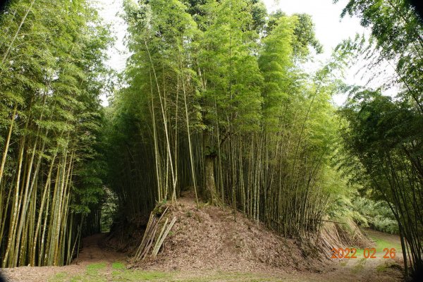 嘉義 阿里山 卓武山1623090